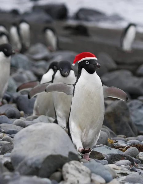 Pingüino sobre hielo con sombrero de Santa . — Foto de Stock
