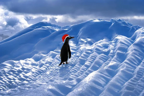 Pingvin på is med Santa hatt. — Stockfoto