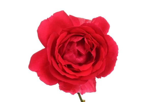 Macro red rose — Stock Photo, Image