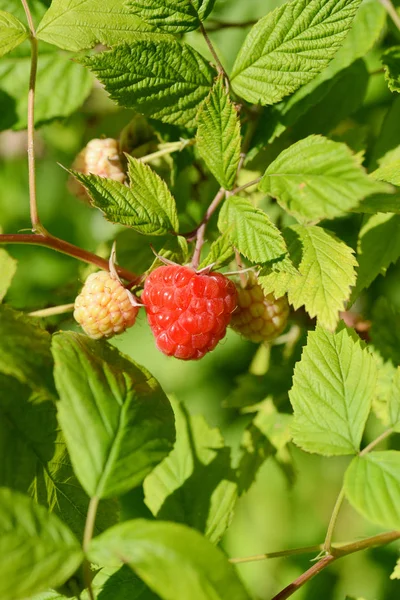 Mogna hallon på bush — Stockfoto