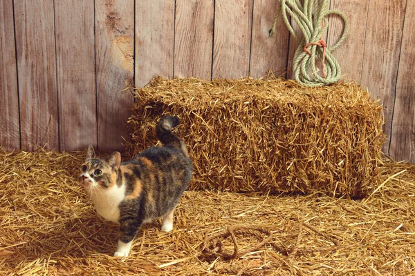 Calico Macska Egy Pajtában — Stock Fotó