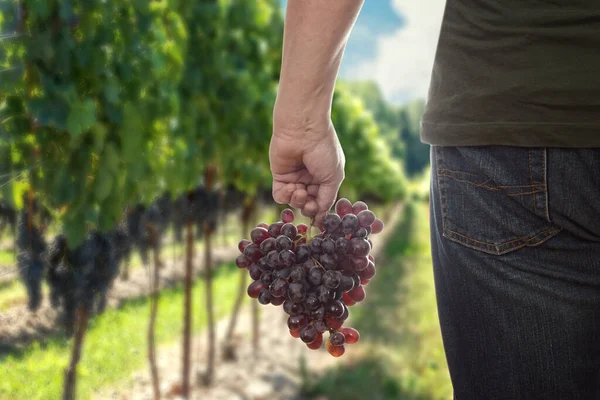 Mann Mit Frisch Gepflückten Roten Kernlosen Trauben — Stockfoto