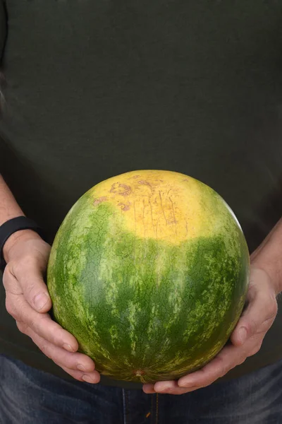 Man Holding Fresh Picked Watermelon — Stock Photo, Image