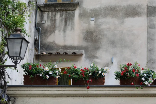 Positano duvara çiçek — Stok fotoğraf