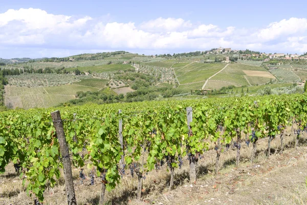 Toskanische Weinbaulandschaft — Stockfoto