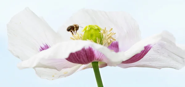 Biene (apis mellifera) auf Mohnblumen beim Sammeln von Honig — Stockfoto