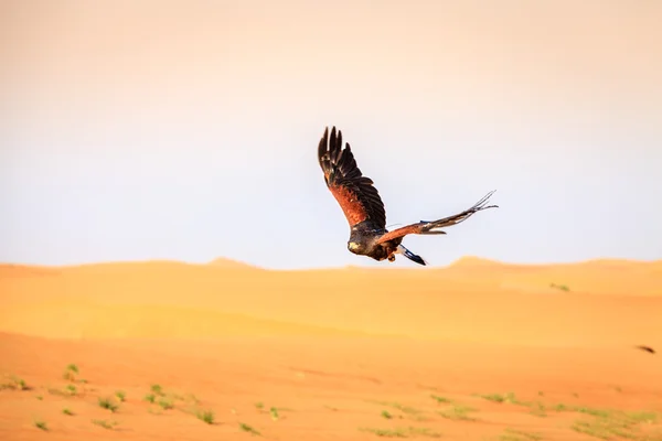 Harris Hawk voando — Fotografia de Stock