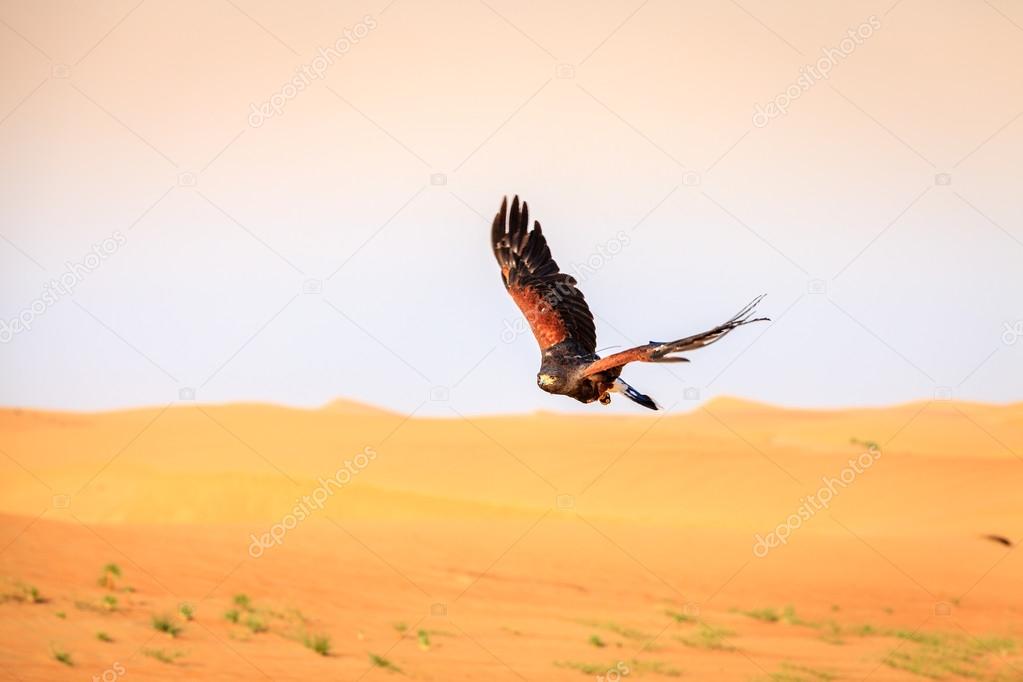 Harris Hawk flying