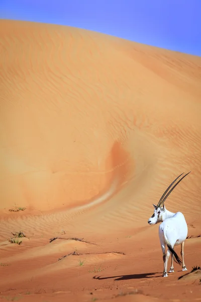 Antílope árabe no deserto — Fotografia de Stock