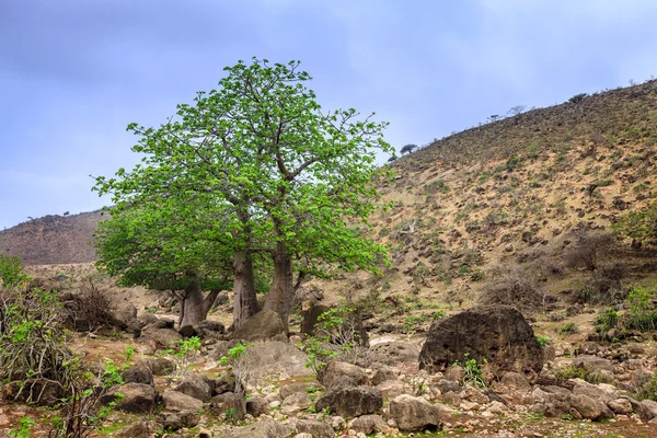 Zelený strom Baobab — Stock fotografie