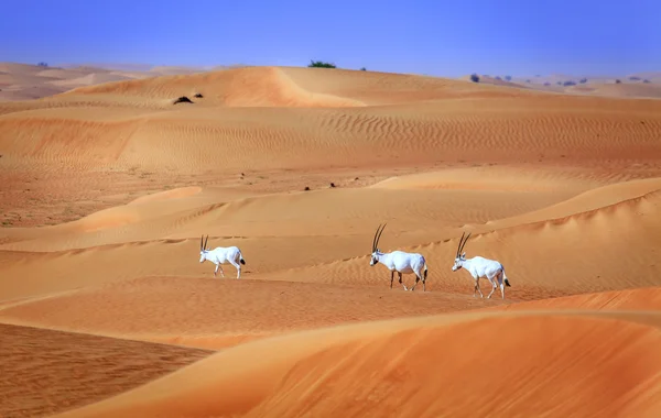 Antílopes árabes na Reserva do Conservador do Deserto — Fotografia de Stock