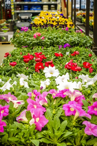 Home e loja de jardim na primavera — Fotografia de Stock