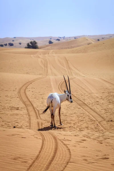 Antílope árabe en el desierto — Foto de Stock