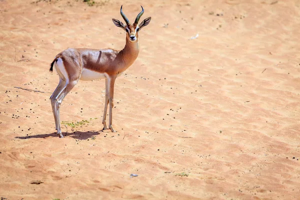 Arabian Gazelle in Desert — Stock Photo, Image