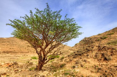 Frankincense tree growing i clipart
