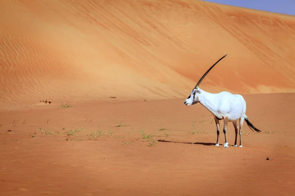 Аравійська антилопи в пустелі — стокове фото