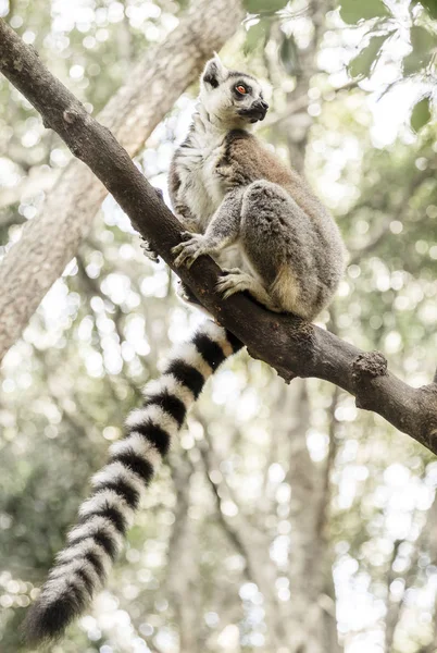 Ringtail lemur at primate rescue center — Stock Photo, Image