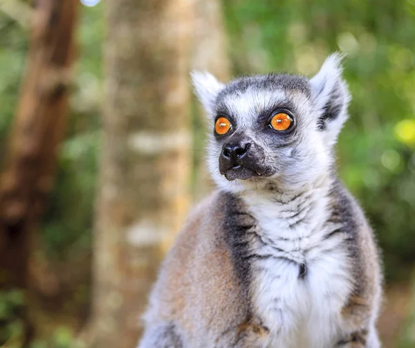 Ritratto di un lemure dalla coda ad anelli — Foto Stock