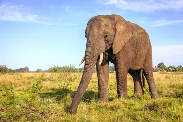 Молодой спасённый слон — стоковое фото