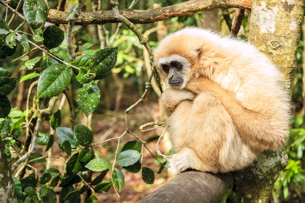 Gibbone con le mani bianche o lar — Foto Stock
