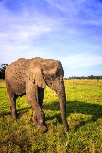 南非的大象 — 图库照片