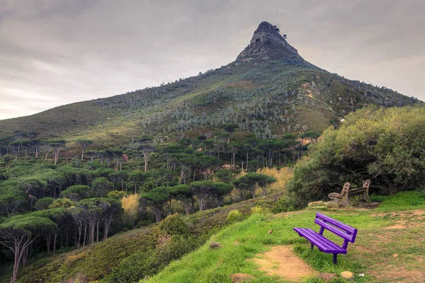 Cabeza de leones montaña — Foto de Stock