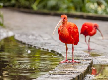 Kırmızı Ibises bir kuş kutsal