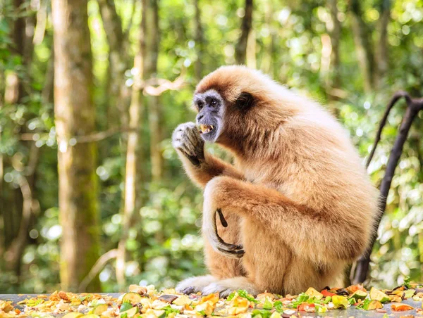 Lar Гібон на приматів рятувального центру — стокове фото