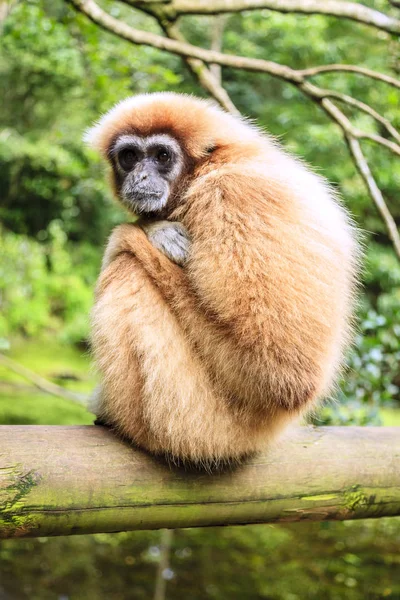 Lar Gibbon al centro di salvataggio dei primati — Foto Stock