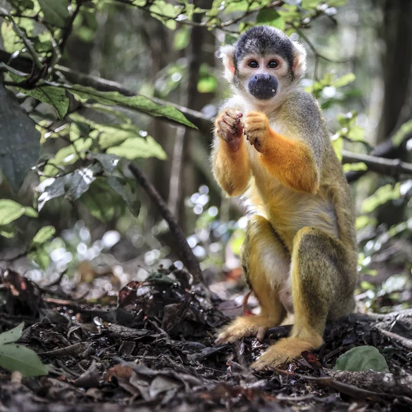 Scimmia scoiattolo boliviana — Foto Stock