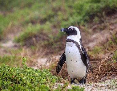 Boulder Plajı'nda Afrika penguen