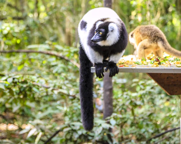 Lemur increspato al centro di soccorso — Foto Stock