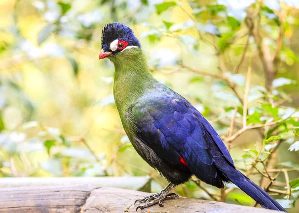 Kapský Turaco na ptačí rezervace — Stock fotografie