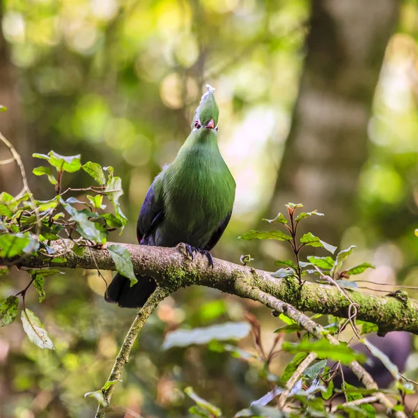 Knysna Turaco na ptačí rezervace — Stock fotografie