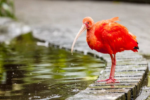 Röd Ibis på bird sanctuary — Stockfoto