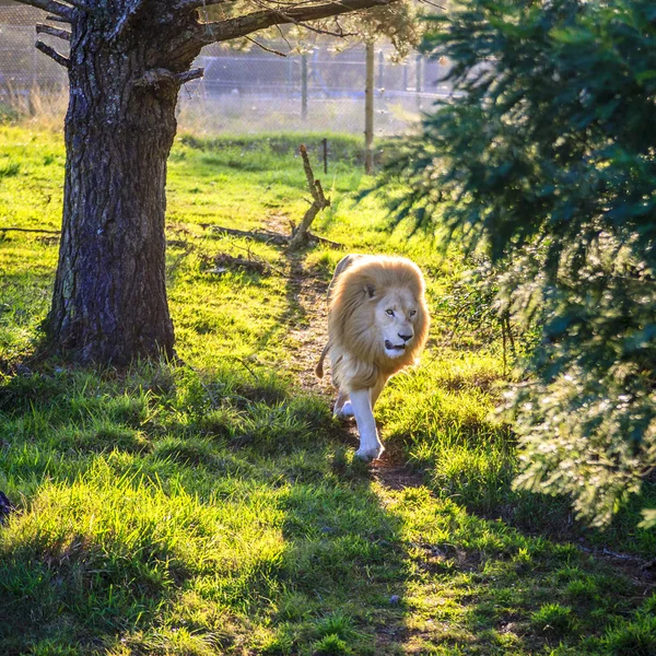 Белый лев бежит в святилище — стоковое фото
