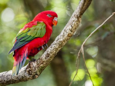 Kuş sanctuary, geveze Lori 