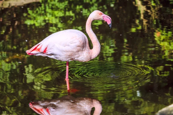 Розовый фламинго в птичьем заповеднике — стоковое фото