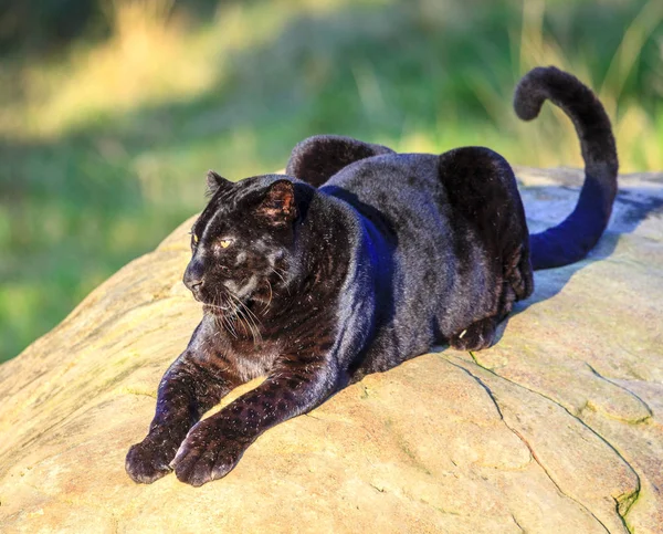 Black Panther at wildlife — Stock Photo, Image