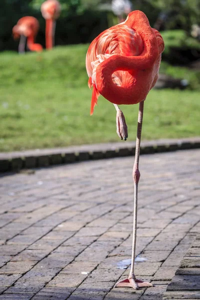 Rosafarbener Flamingo im Vogelschutzgebiet — Stockfoto