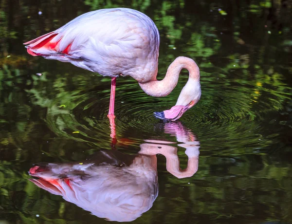 A madár szentély rózsaszín flamingó — Stock Fotó