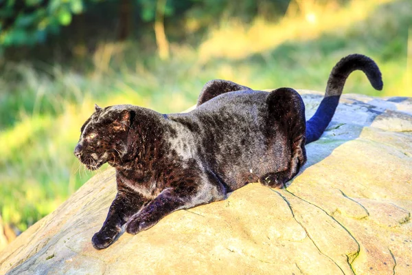 Black Panther in sunlight — Stock Photo, Image