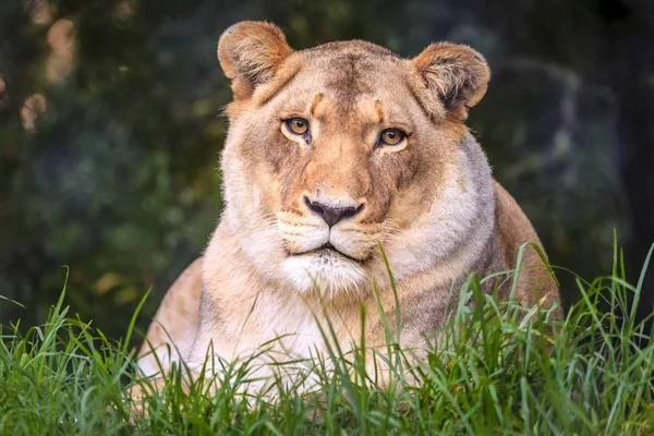 Lionne blanche au repos — Photo