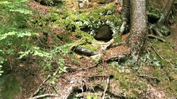 Forêt dans le parc Tahquamenon — Video