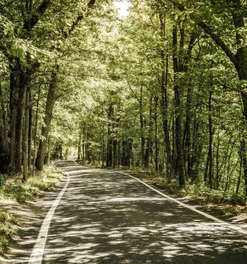 Ormanın içinden yol