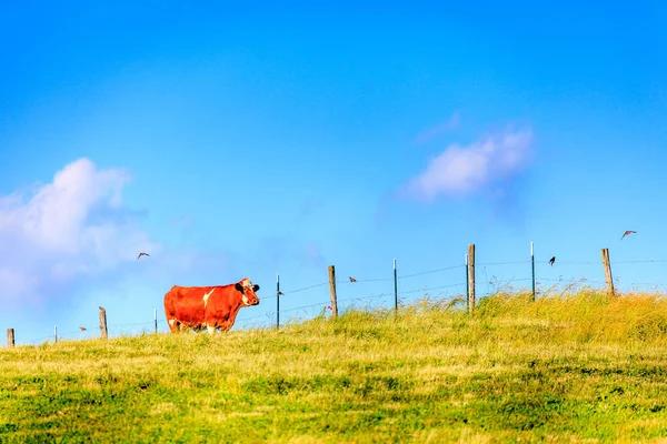 Çit çiftlikte yakınındaki inek — Stok fotoğraf