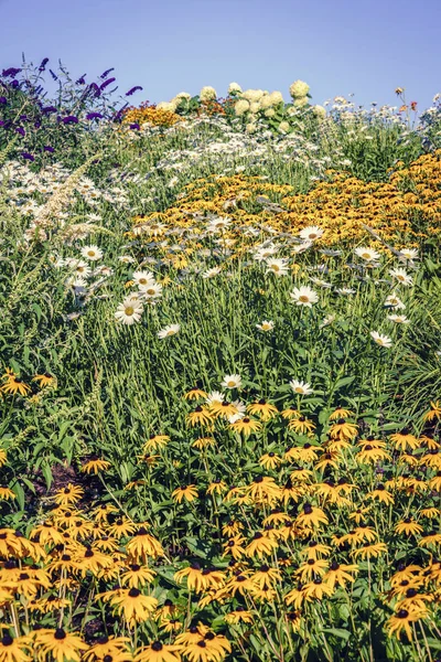 Campo con hermosas flores silvestres —  Fotos de Stock