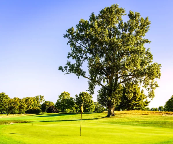Oude boom op golfbaan — Stockfoto