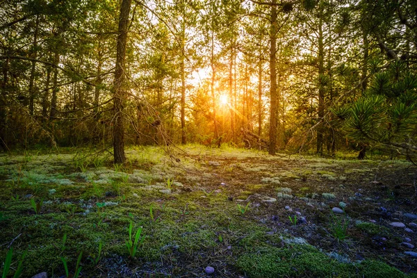 Puesta de sol en bosque verde — Foto de Stock