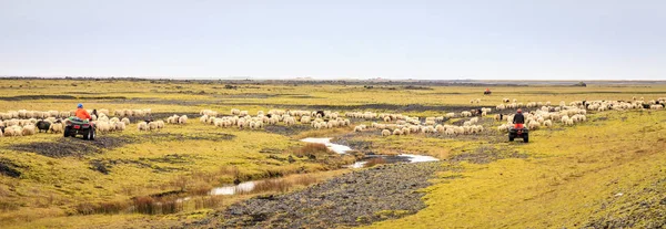 Agricultores pastoreiam ovinos — Fotografia de Stock